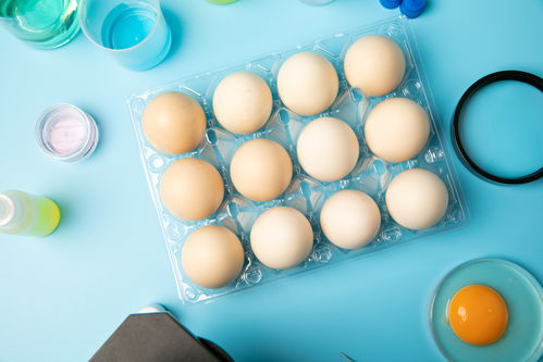 新鮮無菌蛋食品安全農(nóng)業(yè)科技食品培育攝影圖 插畫 下載至來源處