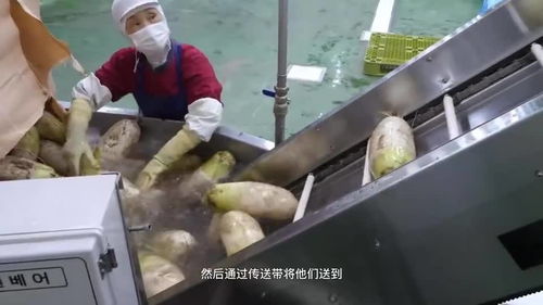 衛(wèi)生條件可以媲美酸菜加工廠的泡菜工廠,這個(gè)食品你能吃的下么